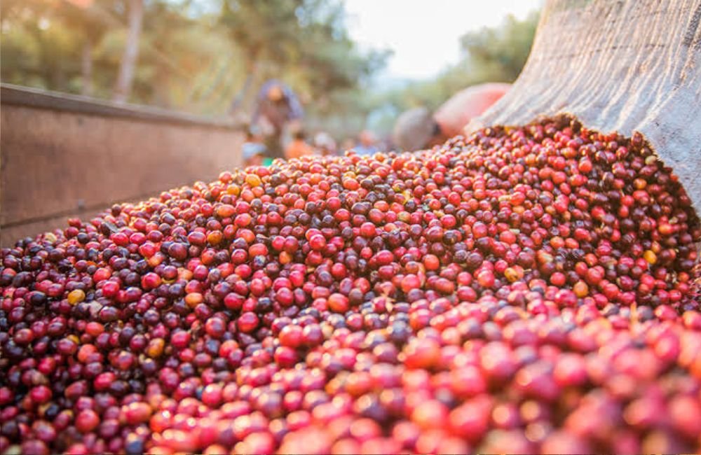 Produção de café deve fechar 2026 com 67,6 milhões de sacas