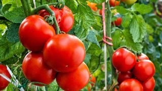 Qualidade do tomate influencia o aproveitamento da produção