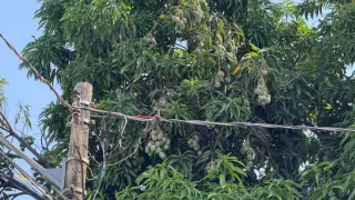 Temporada de mangas acende alerta para acidentes com a rede elétrica em Goiás