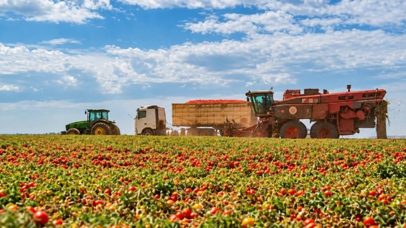Goiás é líder na produção de tomate industrial no Brasil