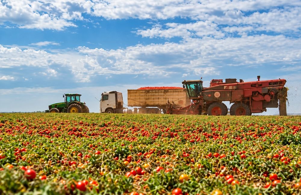 Goiás é líder na produção de tomate industrial no Brasil