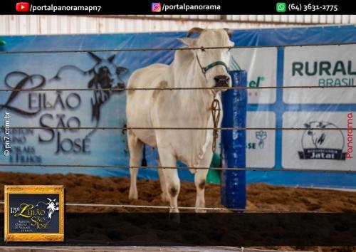 15-Leilao-Sao-Jose-174