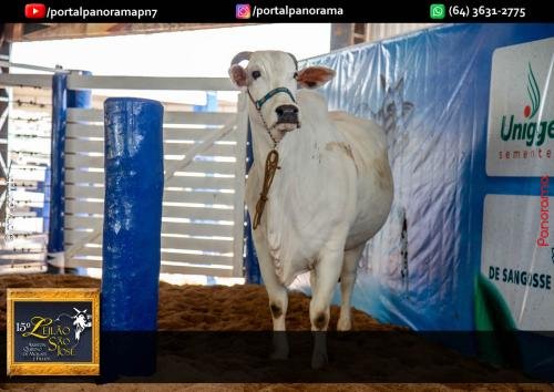 15-Leilao-Sao-Jose-177