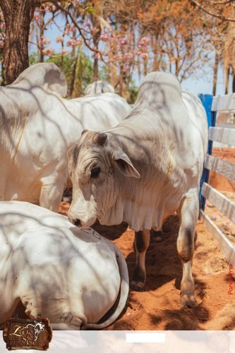 17oLeilao-Sao-Jose-A-232