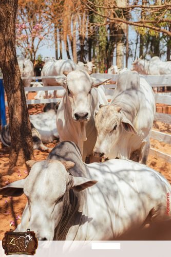 17oLeilao-Sao-Jose-A-235