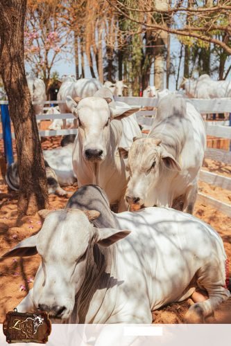 17oLeilao-Sao-Jose-A-236