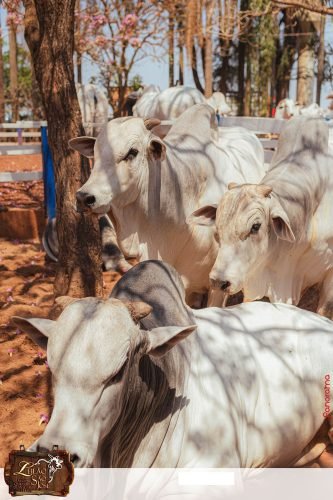 17oLeilao-Sao-Jose-A-237