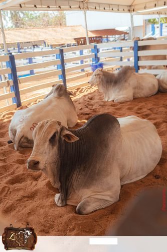 17oLeilao-Sao-Jose-A-241