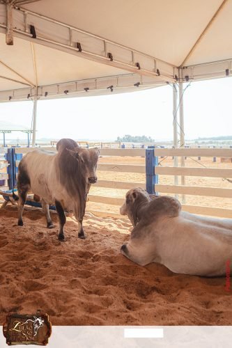 17oLeilao-Sao-Jose-A-242