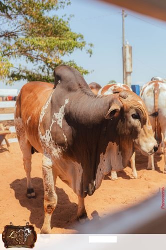 17oLeilao-Sao-Jose-A-244