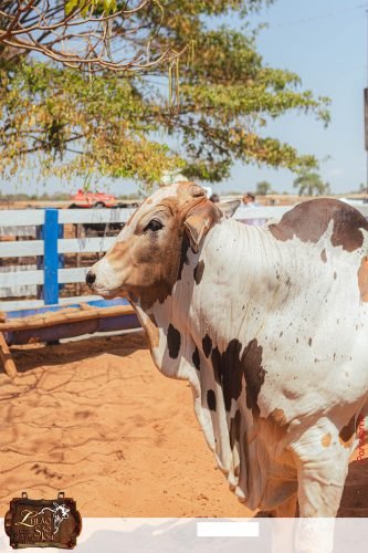 17oLeilao-Sao-Jose-A-247