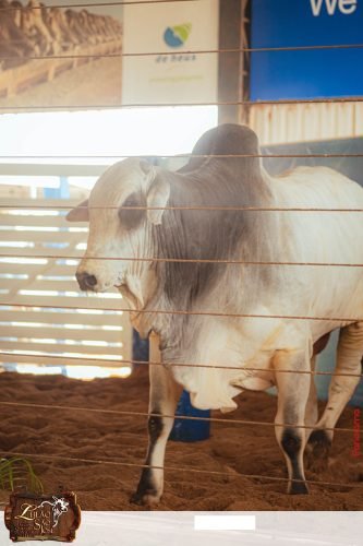 17oLeilao-Sao-Jose-B-137