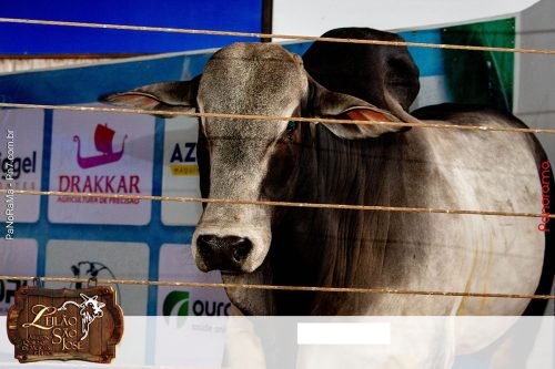 17oLeilao-Sao-Jose-B-265