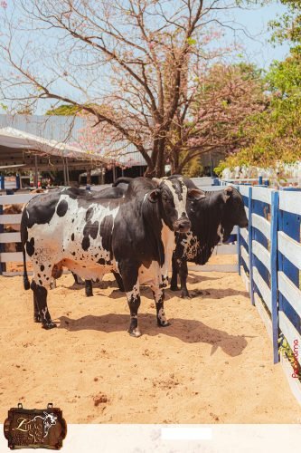 17oLeilao-Sao-Jose-B-7