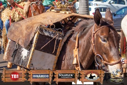 Desfile-de-Cavaleiros-Galeria-02-36