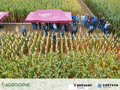 Dia-de-Campo-Milho-Brevant-Agrogene-2