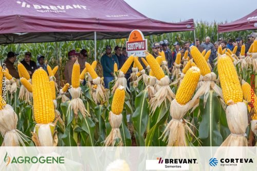 Dia-de-Campo-Milho-Brevant-Agrogene-235