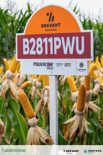 Dia-de-Campo-Milho-Brevant-Agrogene-24