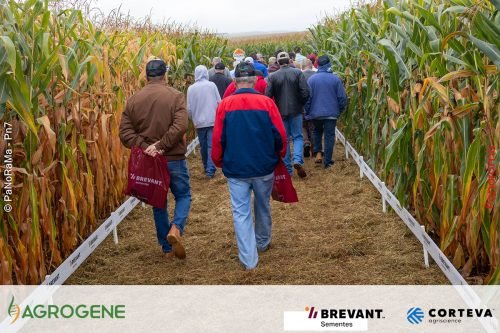 Dia-de-Campo-Milho-Brevant-Agrogene-245