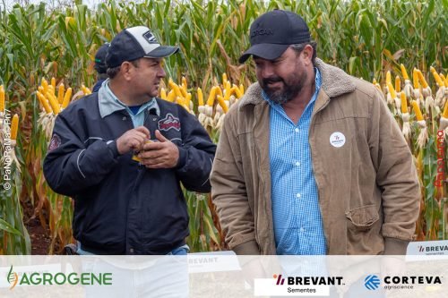 Dia-de-Campo-Milho-Brevant-Agrogene-262