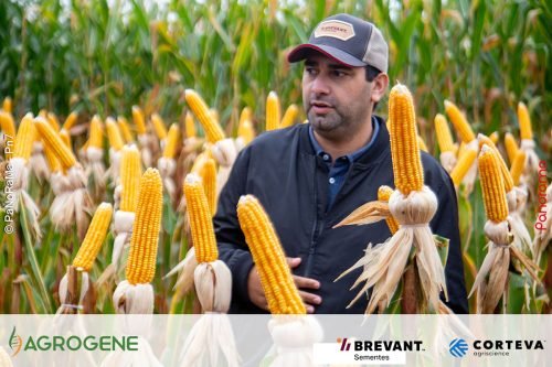 Dia-de-Campo-Milho-Brevant-Agrogene-320