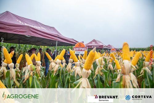 Dia-de-Campo-Milho-Brevant-Agrogene-337