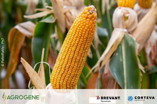 Dia-de-Campo-Milho-Brevant-Agrogene-94