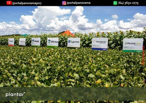 Dia-de-Campo-Plantar-315