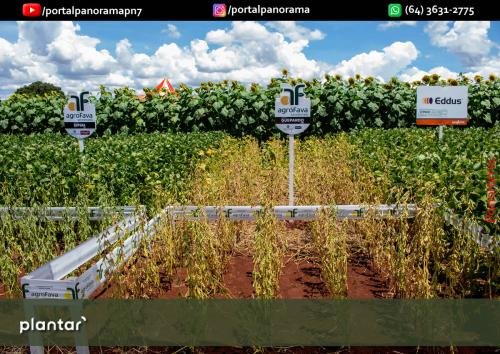 Dia-de-Campo-Plantar-318