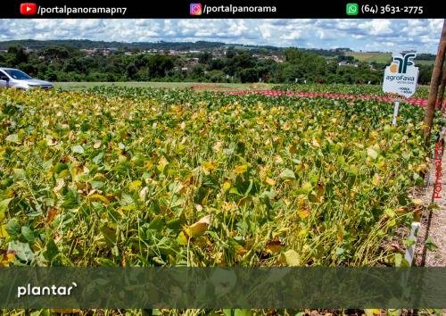 Dia-de-Campo-Plantar-319