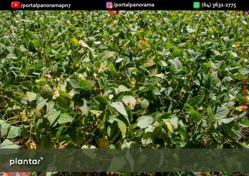 Dia-de-Campo-Plantar-322