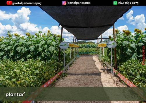 Dia-de-Campo-Plantar-323