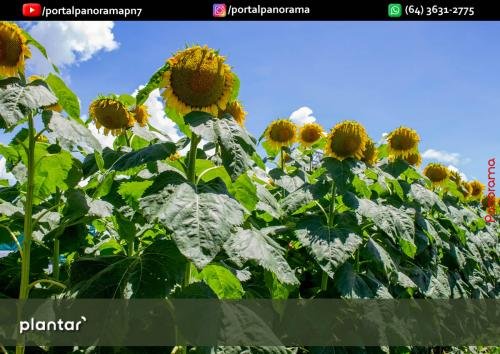 Dia-de-Campo-Plantar-325