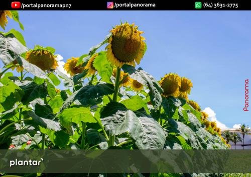 Dia-de-Campo-Plantar-326