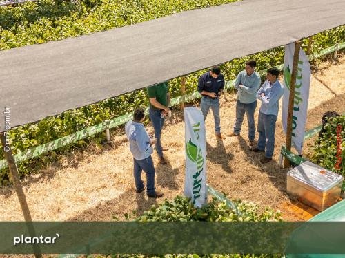 Dia-de-Campo-Plantar-5