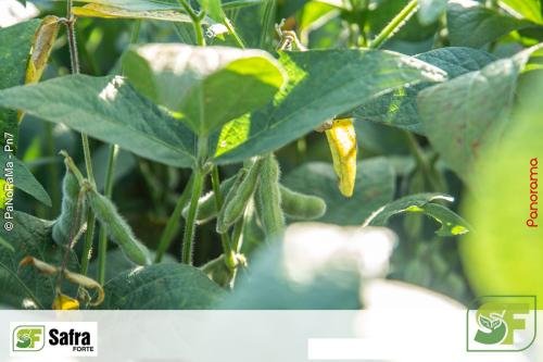 Dia-de-Campo-Safra-Forte-205 (1)