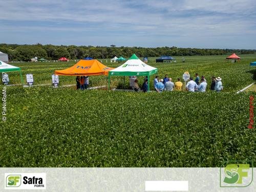 Dia-de-Campo-Safra-Forte-221 (1)