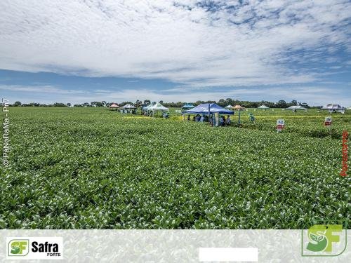 Dia-de-Campo-Safra-Forte-223 (1)