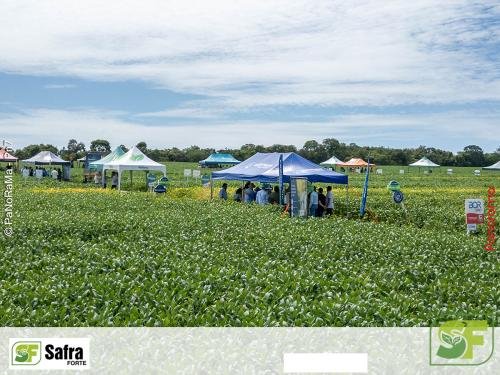 Dia-de-Campo-Safra-Forte-224 (1)