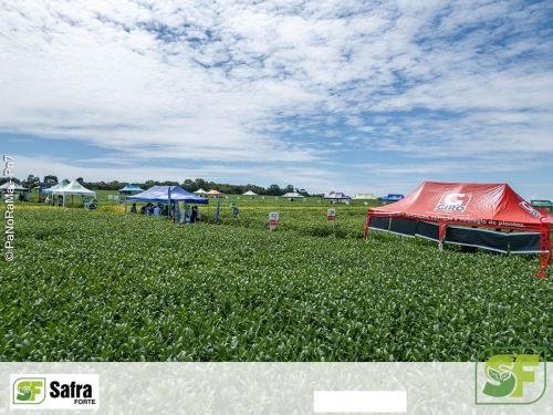 Dia-de-Campo-Safra-Forte-225 (1)