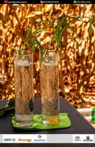 Dia-de-Campo-Safrinha-BIOSOLO-22