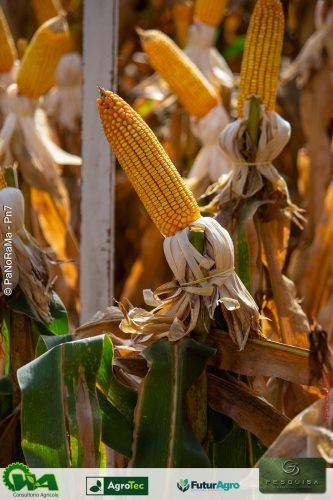 Encontro-Tecnico-da-G3-Agro-296 (1)