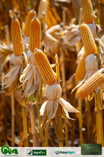 Encontro-Tecnico-da-G3-Agro-302 (1)