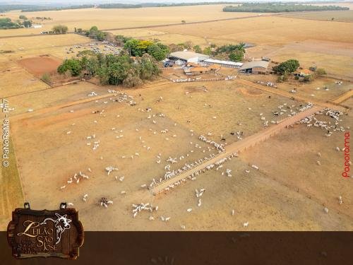 Leilao-Estancia-Sao-Jose-9