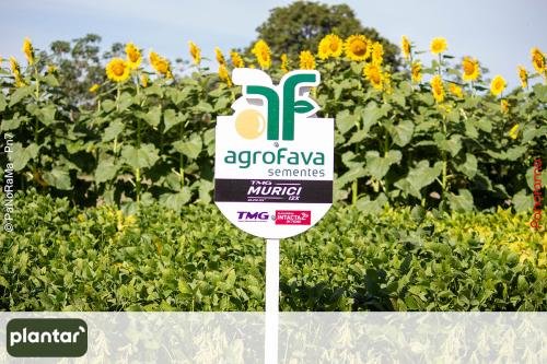Plantar-Dia-de-Campo-em-Jatai-250