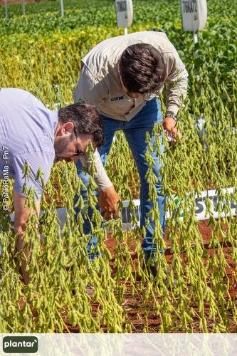Plantar-Dia-de-Campo-em-Jatai-342