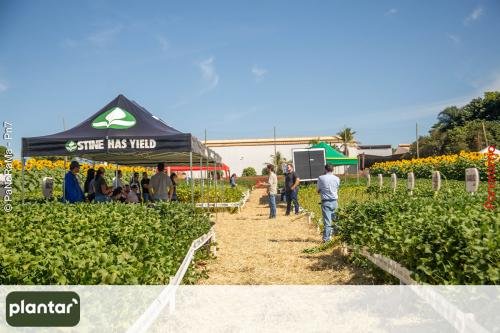 Plantar-Dia-de-Campo-em-Jatai-394