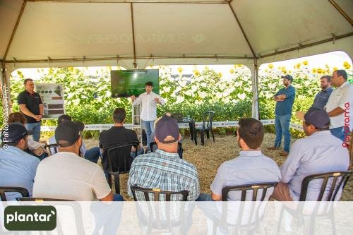 Plantar-Dia-de-Campo-em-Jatai-398