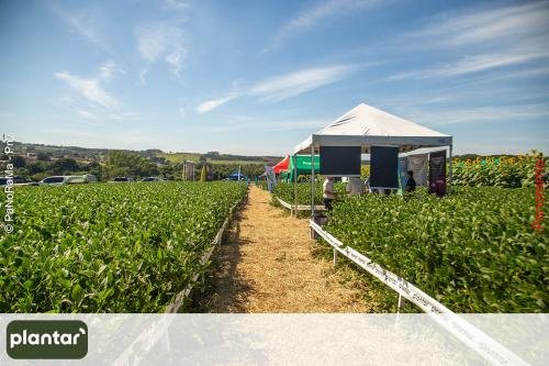 Plantar-Dia-de-Campo-em-Jatai-410