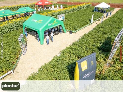 Plantar-Dia-de-Campo-em-Jatai-5